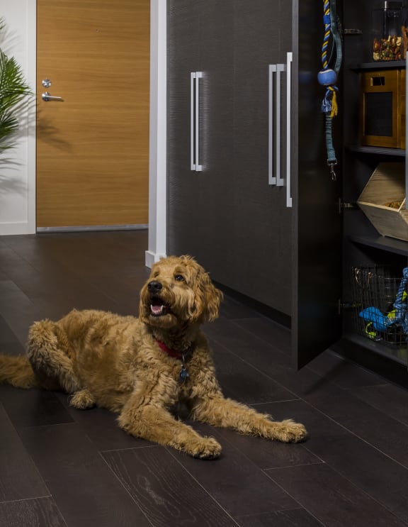 Dog Sitting in an Apartment