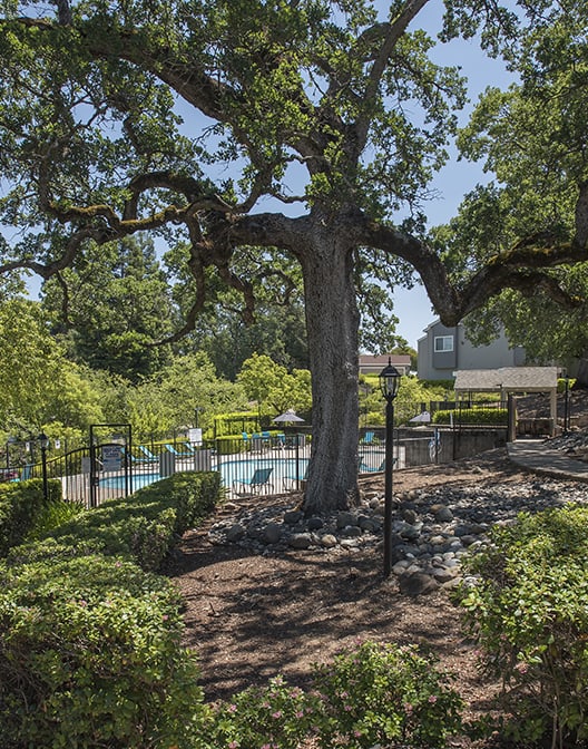 Large oak tree in front of the Rocklin Gold apartments swimming pool and cloubhouse