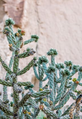 a cactus in front of a rock wall at Links at High Resort, Rio Rancho, NM, 87124