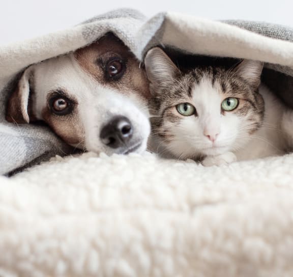 a dog and a cat laying under a blanket