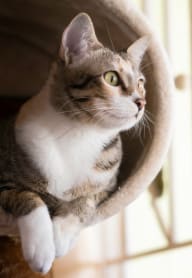 a cat sitting on top of a cat bed