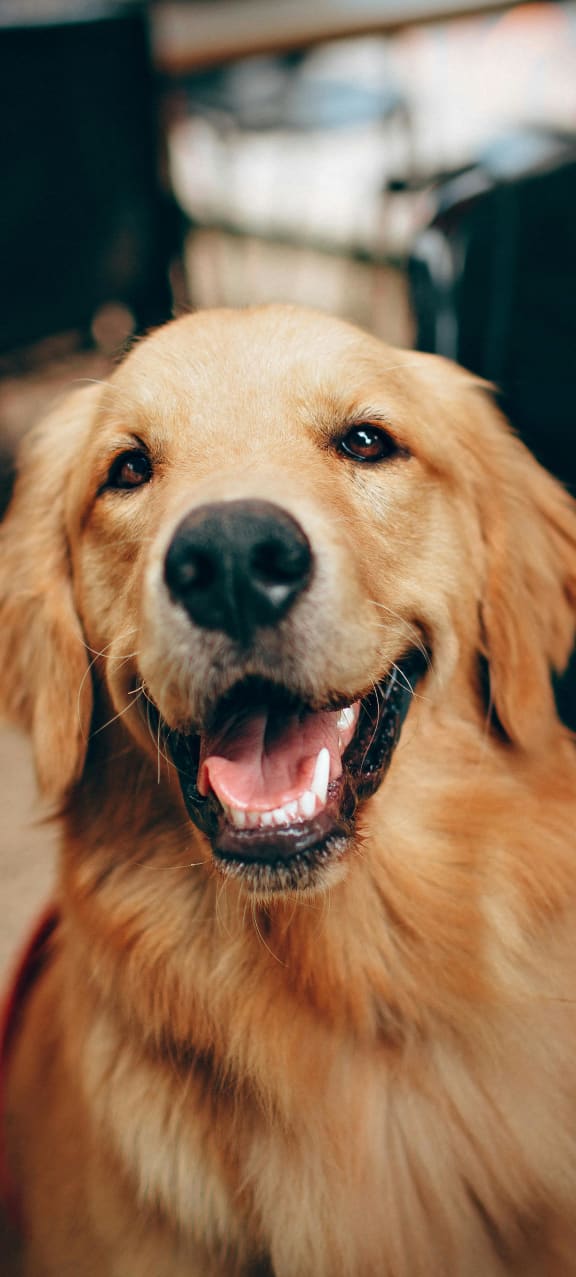 a golden retriever sitting in a restaurant with its mouth open