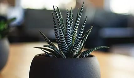 decorative plant on table