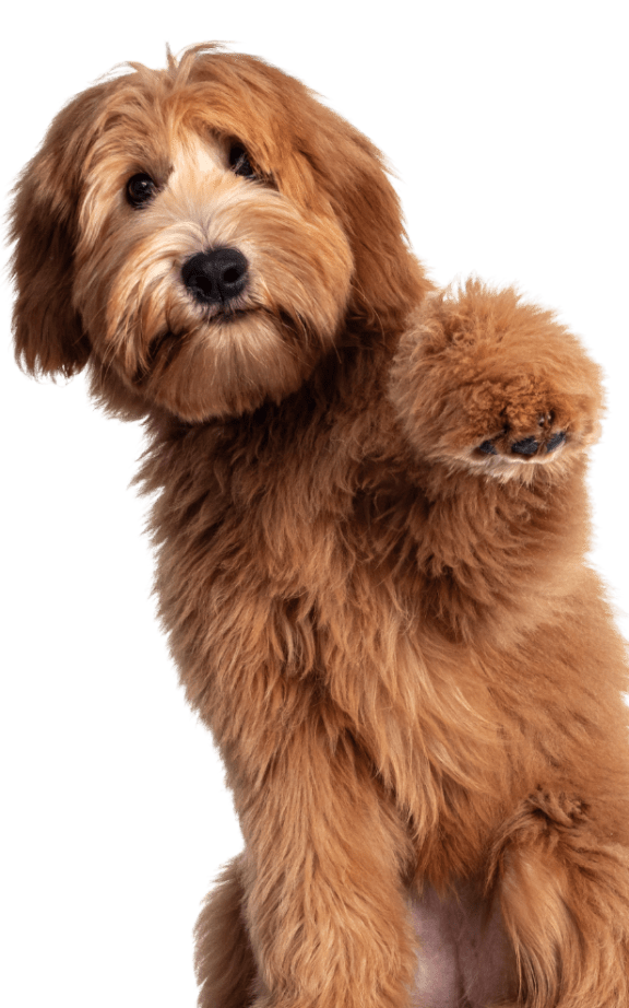 a brown dog sitting on its hind legs