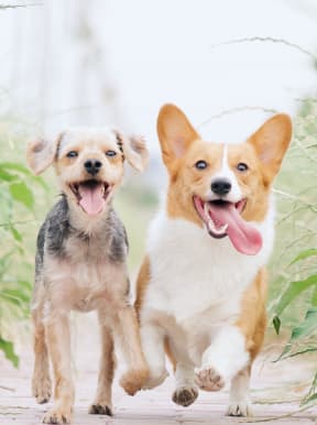 two dogs with tongue sticking out running towards camera