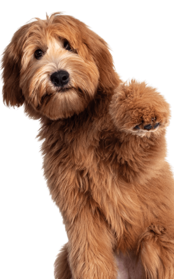 a brown dog  at Brookside Pointe, Travelers Rest, SC 29690