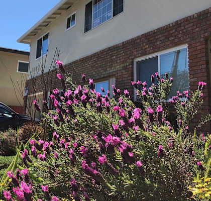 The side view of the apartment with a bed of purple flowers community a white and brick apartment community Prodesse Property Group 1007 Leigh AvenueSan Jose, CA 95128