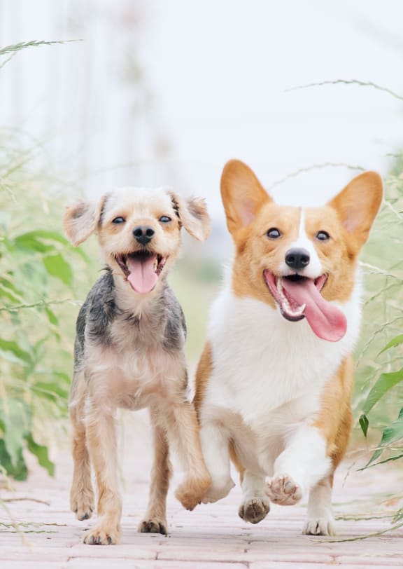 two dogs running towards camera with tongue sticking out