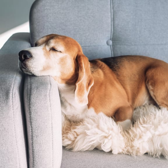 dog in a living room with a blue couch
