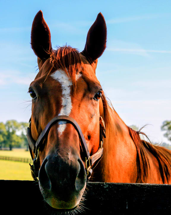 Lexington Horse at Hartland Place, Lexington, KY, 40517