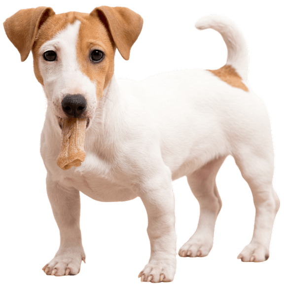A small white and brown dog holding a bone in its mouth.