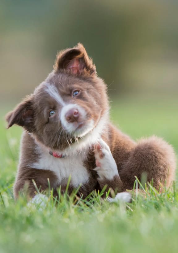 a small brown and white puppy sitting in the grass