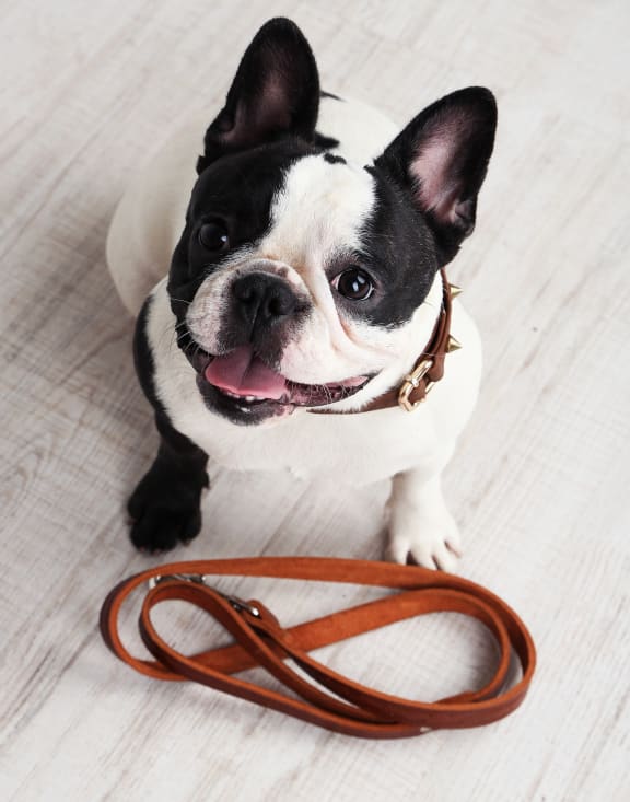 French Bulldog Smiling With Leash