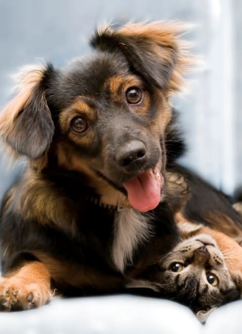 Pet-Friendly Community at Oaks Landing 55+ Apartments, New Brighton, 55112