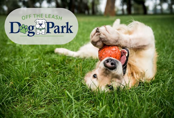 A dog playing with a ball in a park.