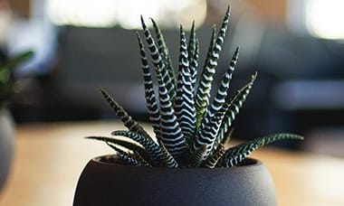 Succulent plant on table