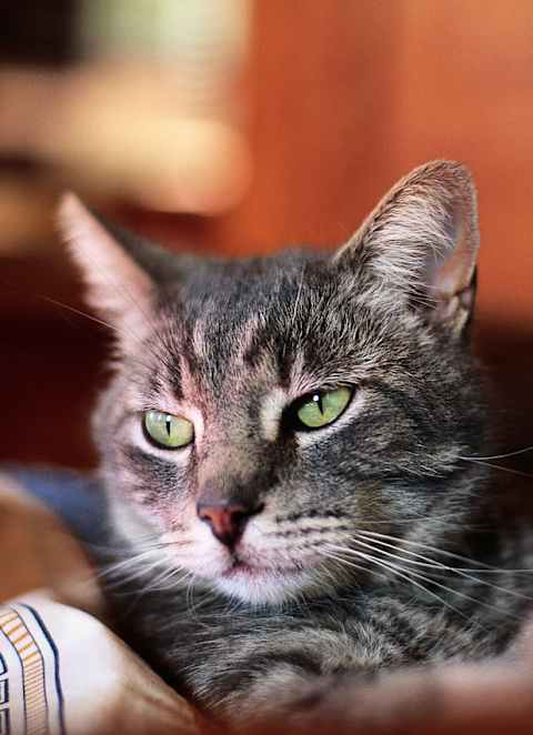 Cat at Sweetwater Terraces Apartments, Duluth, GA, 30096
