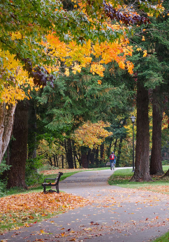a path in a park with trees and a bench