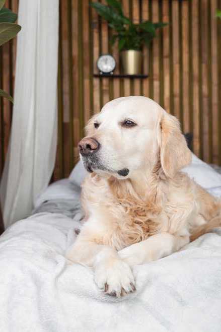 A golden retriever dog lying on a bed with a grey blanket.