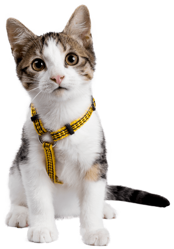 Brown and White Cat at The Locks Apartments, Richmond, 23219