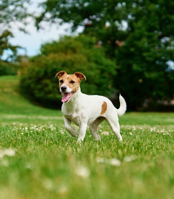 a dog running in the grass in a park at Edgebrook Residences, Merrimack, 03054