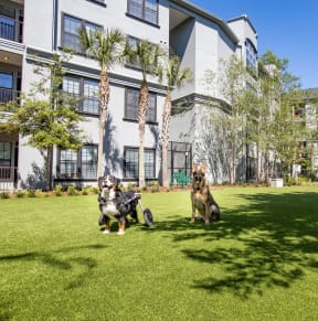 two dogs sitting on the grass in front of an apartment building at The Bartram, Gainesville, FL
