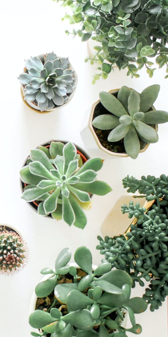 Succulents at Rio Verde Apartments, Arizona, 86326