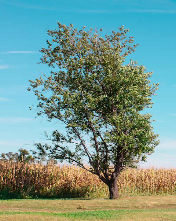 a tree in a field next to a cornfield