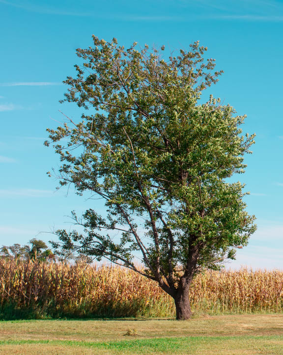 a tree in a field next to a cornfield