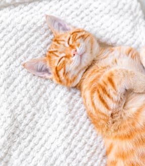 an orange kitten sleeping on a white blanket