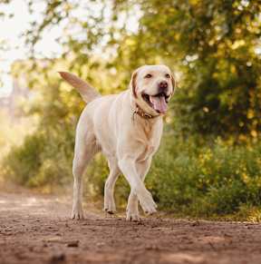 a yellow labrador retriever dog walking down a dirt road