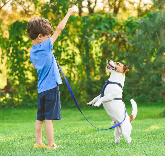Playing With A dog at Sendero Huntington Beach, California, 92647
