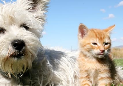 Dog and Cat Hanging Out at The Berkshires at Vinings in Smyrna GA 30080