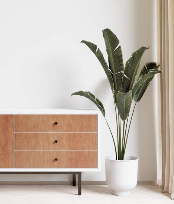 A white cabinet with a plant beside it.