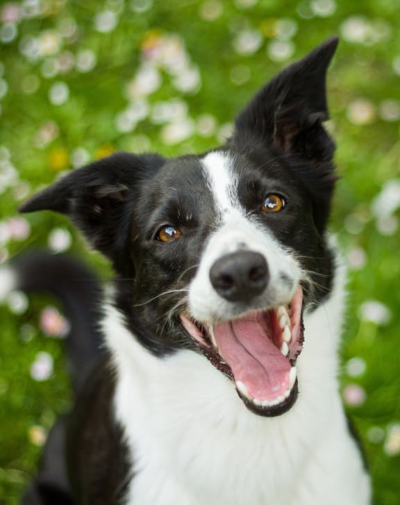 a dog smiling at Avante Apartments, Ontario, California, 91764