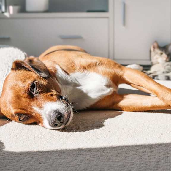 A dog is lying on a rug in a room.