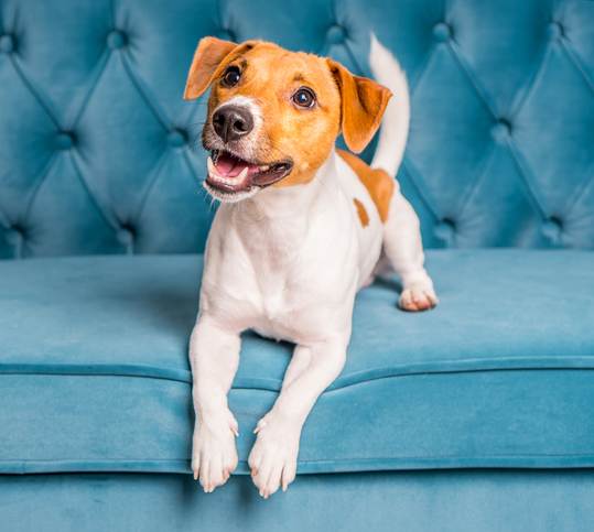 A small dog with a white and brown coat is sitting on a blue cushion.