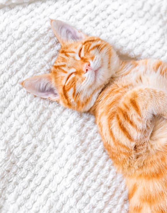 The Ruston Apartments in Saginaw, TX