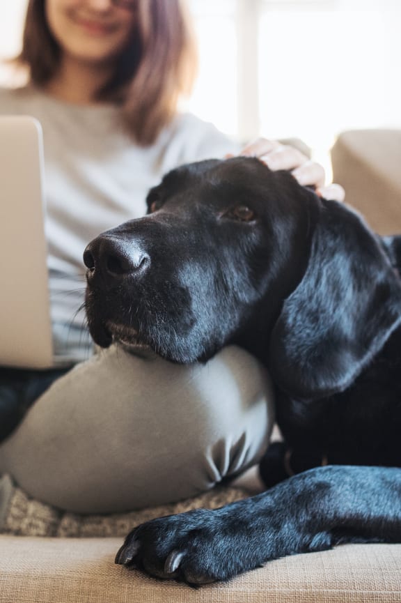a woman sitting on a couch with her dog and laptop