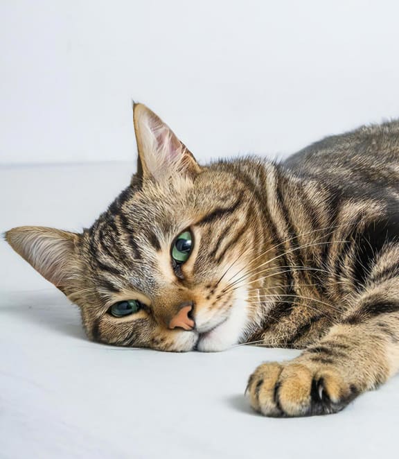Seacrest Pets Cat