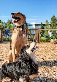 Two dogs playing in a park.