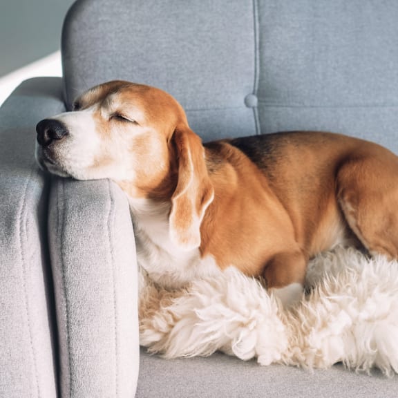 dog on a blanket  at Oslo, Seattle, WA