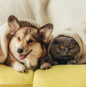 Pet Friendly at Tela Verde, Arizona