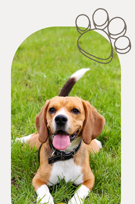 A dog is sitting on the grass with a ball in its mouth.