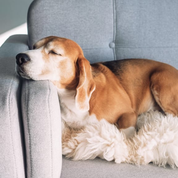 dog on couch at Copper Pines, Bozeman
