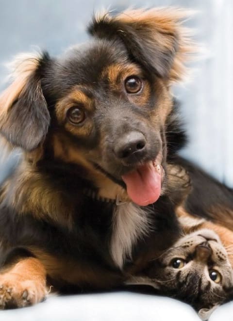 Pets at Osprey Park 62+ Apartments, Kissimmee, FL, 34758