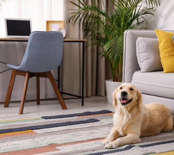 Adorable Dog Smiling at Camera with Tongue Out