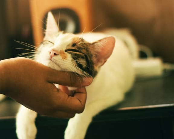 a person petting a white cat on its face