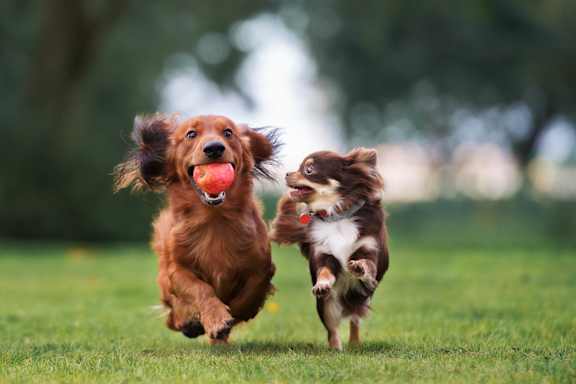 A dog is running with a ball in its mouth. at Carolina Point Apartments, Greenville, 29607