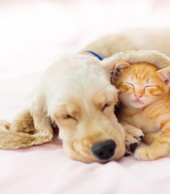 Dog and cat at Delmar Loop Apartments, St. Louis, MO, 63112